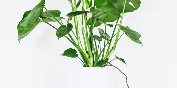 How Often to Fertilize Houseplants (and What to Use)