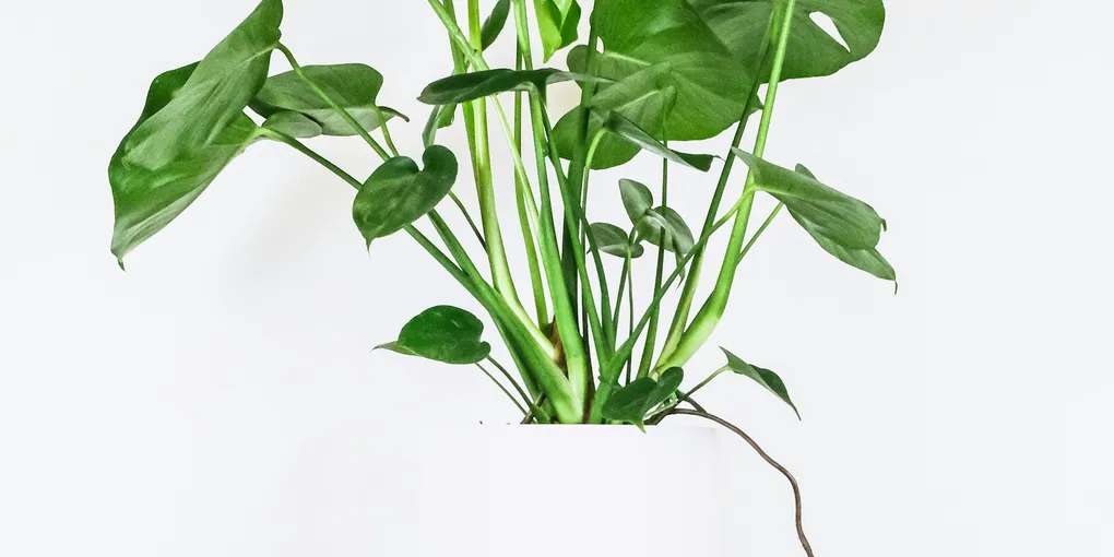 How Often to Fertilize Houseplants (and What to Use)