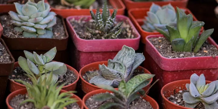 How to Fertilize Succulents and Cacti