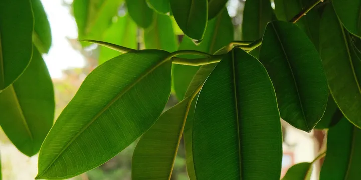 How to Care for a Ficus Audrey