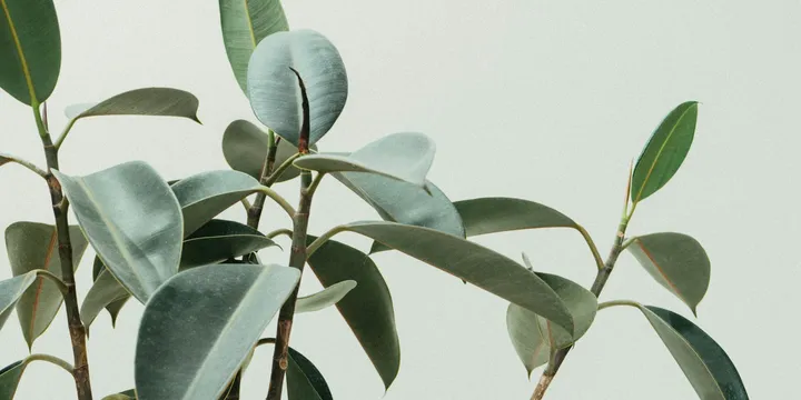 How to Care for a Ficus Tineke