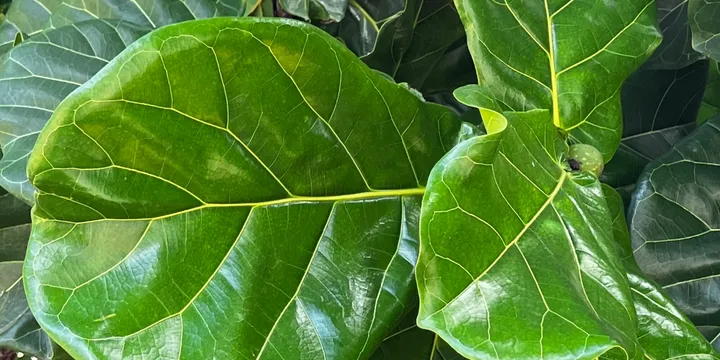 How to Care for a Fiddle Leaf Fig