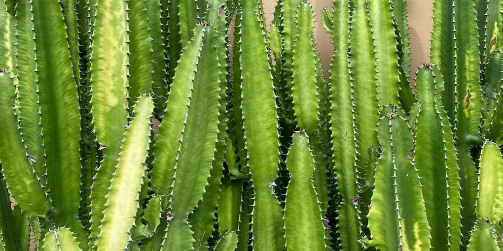 How to Care for a Fishbone Cactus