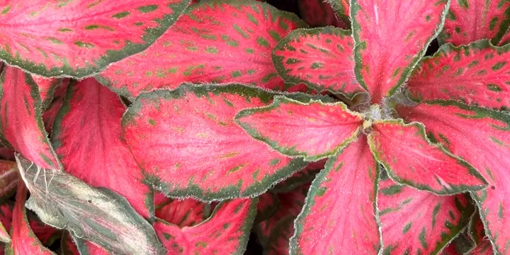 How to Care for a Fittonia (Nerve Plant)
