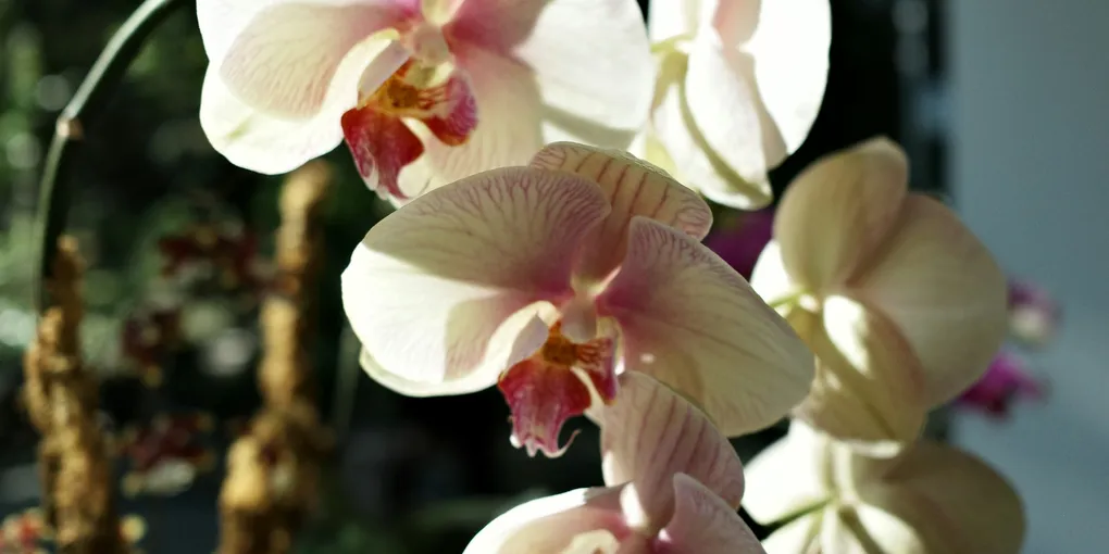 Best Flowering Houseplants to Grow Indoors