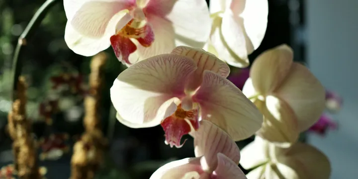 Best Flowering Houseplants to Grow Indoors
