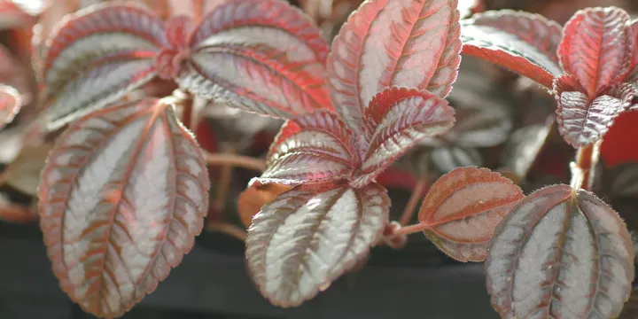 How to Care for a Friendship Plant