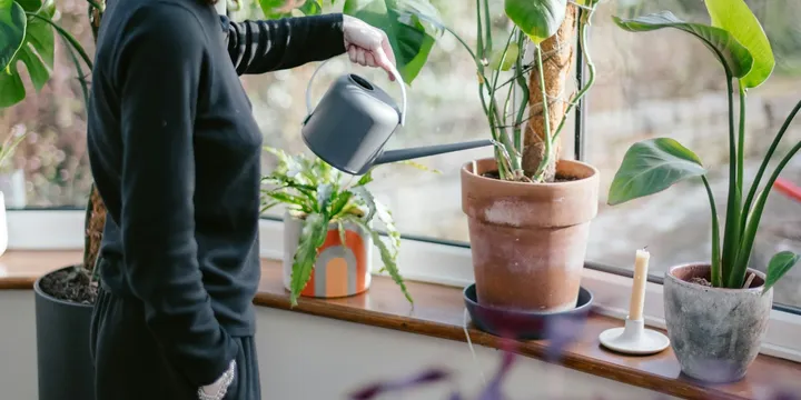 How to Get Rid of Fungus Gnats on Houseplants
