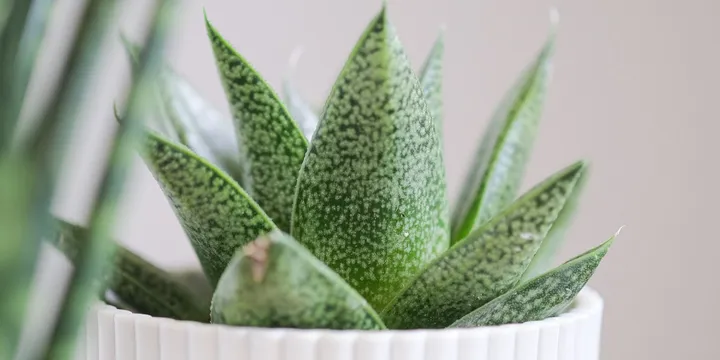 How to Care for a Gasteria (Ox Tongue Plant)
