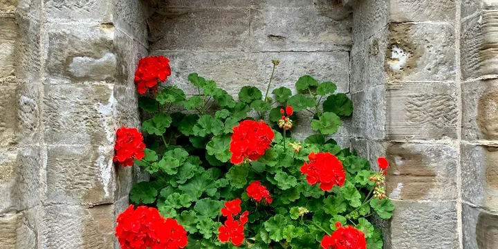 How to Care for a Geranium