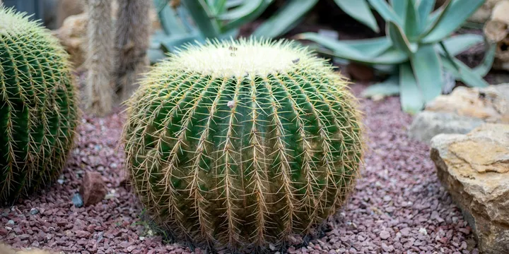 How to Care for a Golden Barrel Cactus