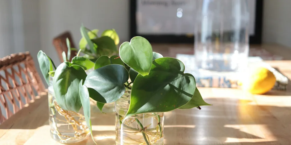Best Houseplants to Grow in Water Without Soil