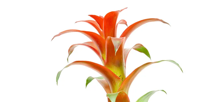 How to Care for a Guzmania