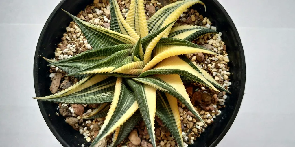 How to Care for a Haworthia