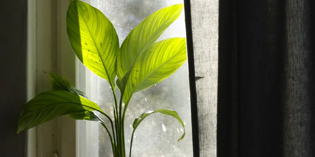 How to Care for Houseplants During a Heatwave