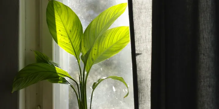 How to Care for Houseplants During a Heatwave