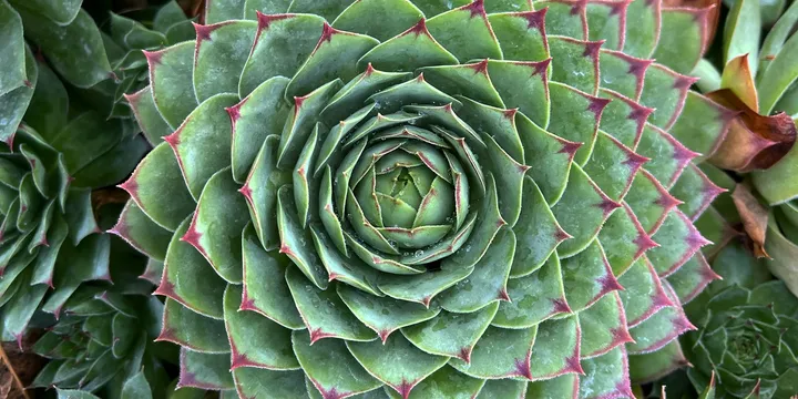 How to Care for Hens and Chicks (Sempervivum)