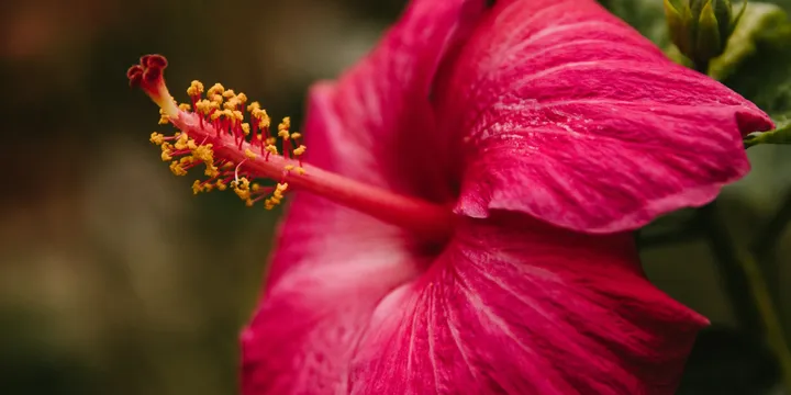 How to Care for a Hibiscus