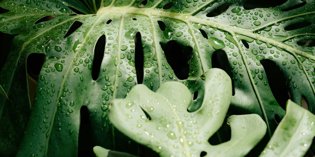How to Increase Humidity for Houseplants