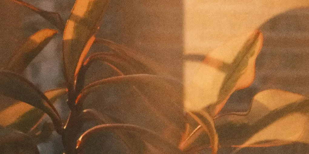 How Much Light Do Houseplants Actually Need?