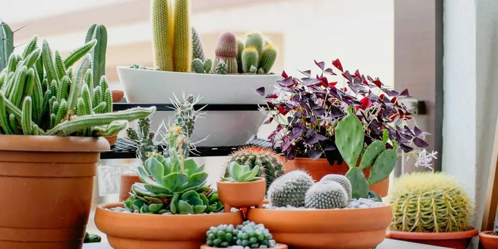 Common Houseplant Myths, Debunked