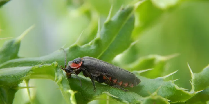 Common Houseplant Pests and How to Get Rid of Them