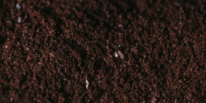 What Are Springtails in Houseplant Soil? (And Why They Might Be Harmless)