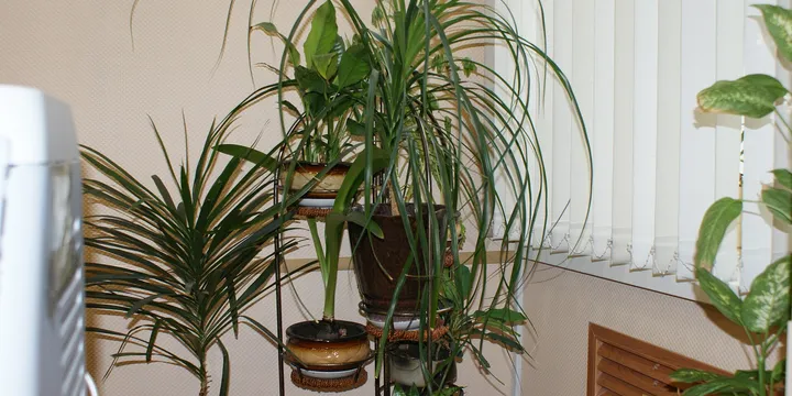How to Keep Houseplants Alive While You're Away