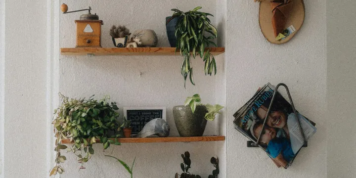 Best Houseplants for a Bookshelf or Plant Shelf
