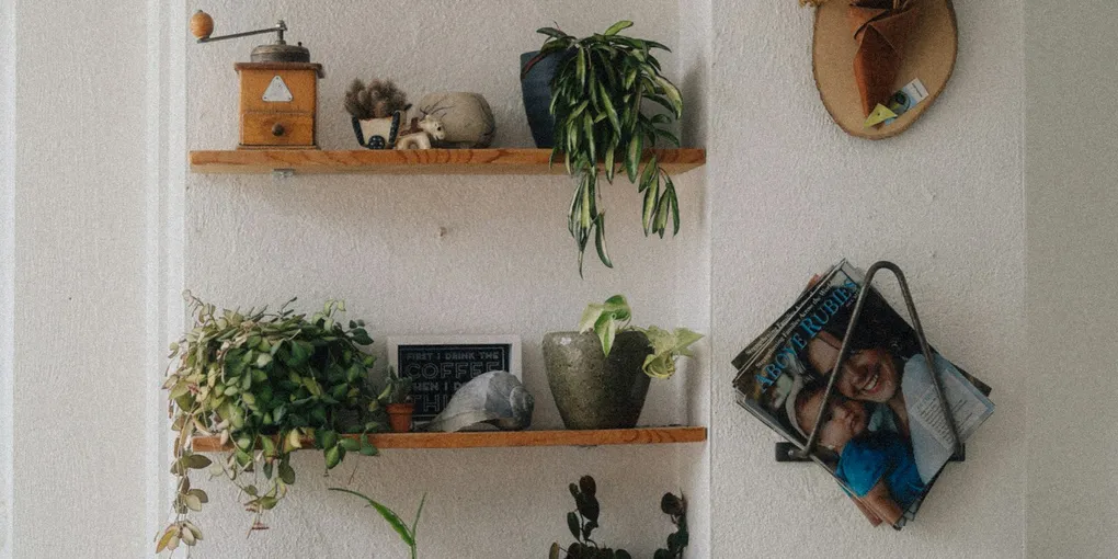 Best Houseplants for a Bookshelf or Plant Shelf