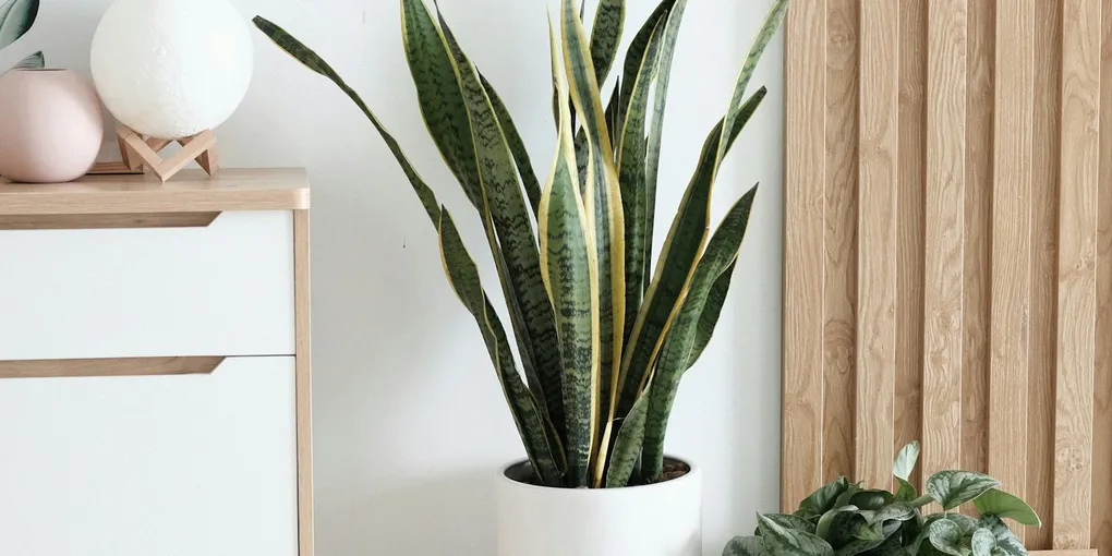 Best Houseplants That Release Oxygen at Night