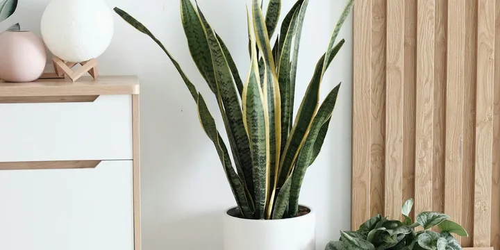 Best Houseplants That Release Oxygen at Night