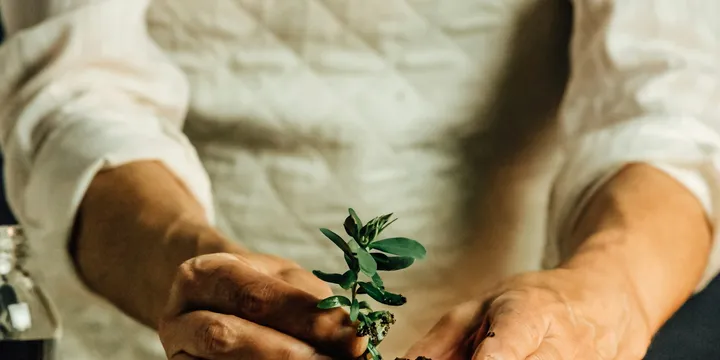 How Often Should You Repot a Houseplant?