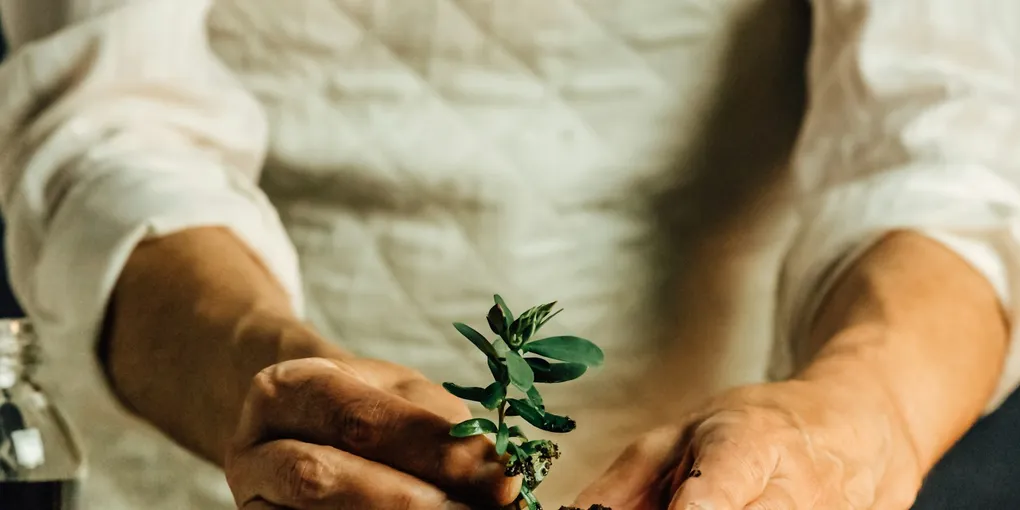 How Often Should You Repot a Houseplant?