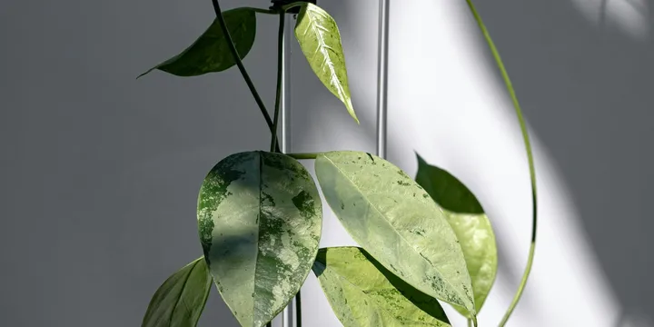 How to Care for a Hoya (Wax Plant)