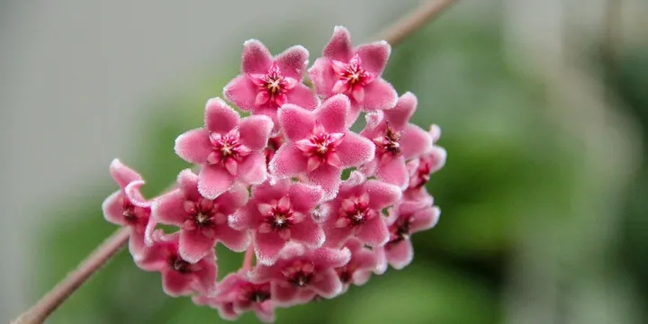 How to Care for a Hoya Linearis