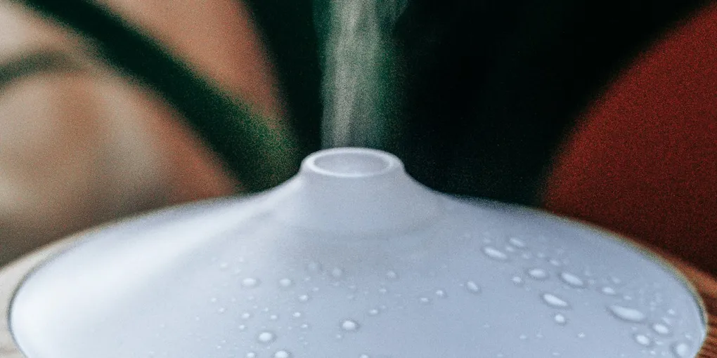 How to Choose a Humidifier for Houseplants