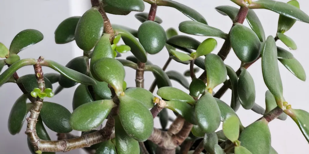 How to Care for a Jade Plant