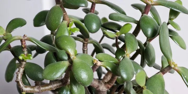 How to Care for a Jade Plant