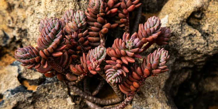 How to Care for a Jelly Bean Plant
