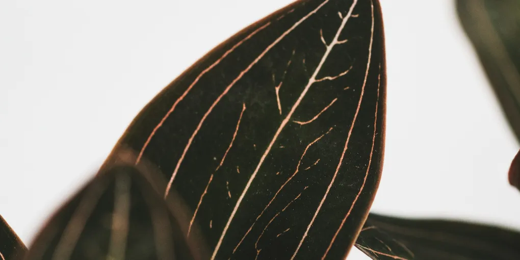 How to Care for a Jewel Orchid