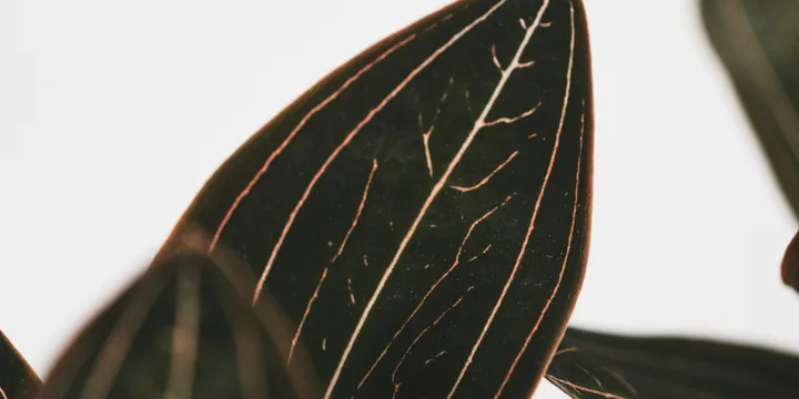 How to Care for a Jewel Orchid