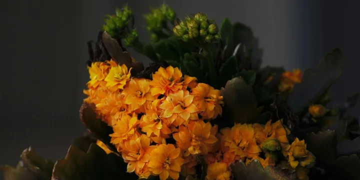 How to Care for a Kalanchoe