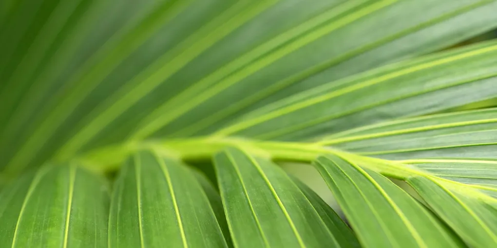How to Care for a Kentia Palm