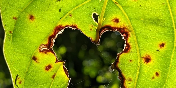Leaf Miners on Houseplants: How to Identify and Stop Them