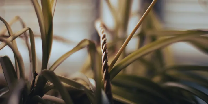 How to Support a Top-Heavy or Leaning Houseplant