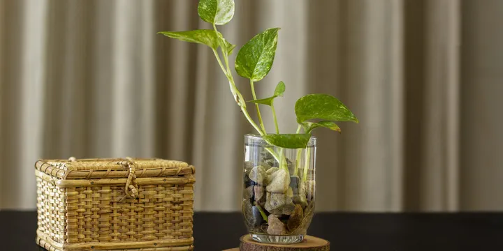 How to Fix a Leggy, Stretched-Out Houseplant
