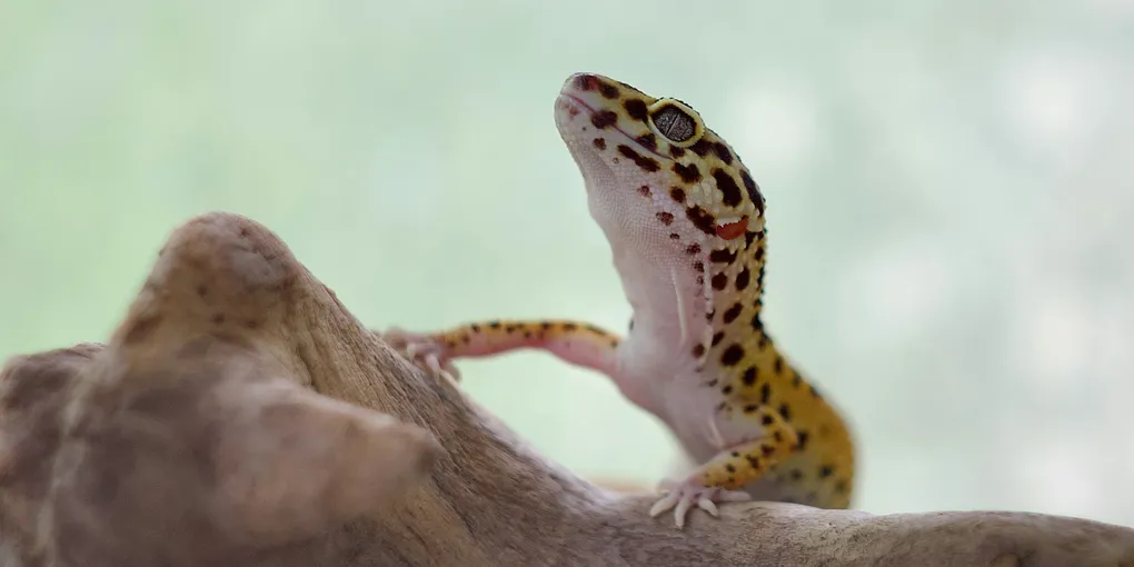 What Plants Are Safe for Leopard Geckos?