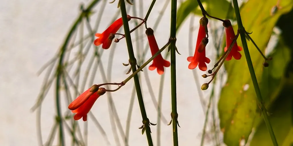 How to Care for a Lipstick Plant