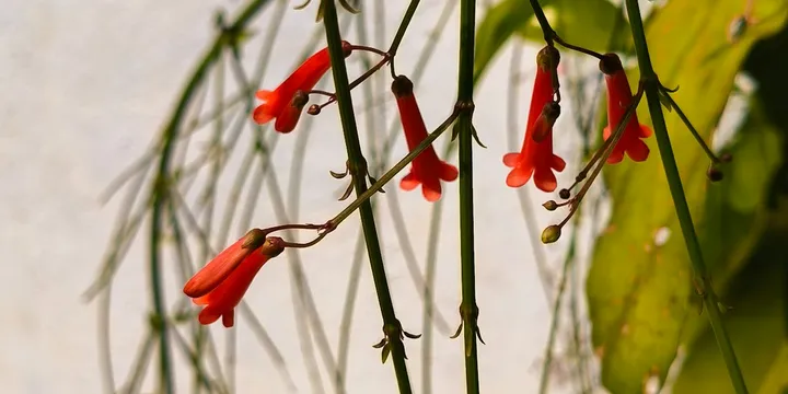 How to Care for a Lipstick Plant